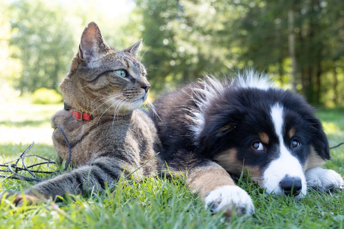 Giv hunden fred for katten med en hundepool 